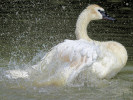  Trumpeter Swan (WWT Slimbridge August 2010) - pic by Nigel Key